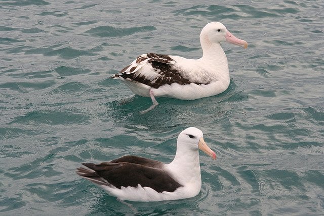 albatrosses-love
