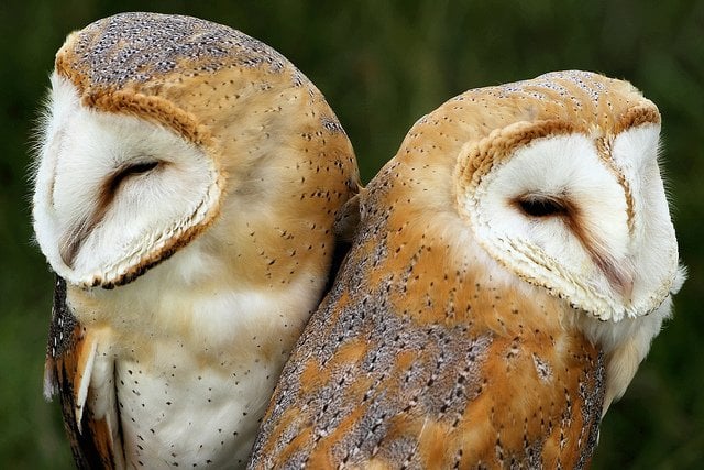 barn-owls-love