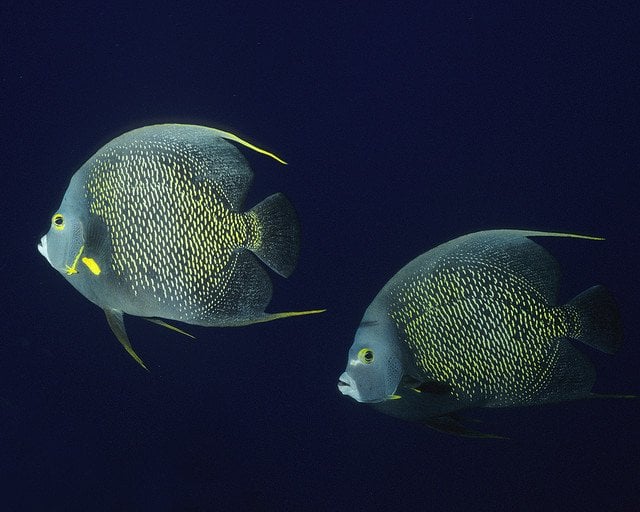 french-angelfish-couple