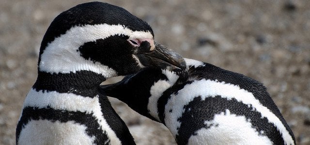 penguins-love
