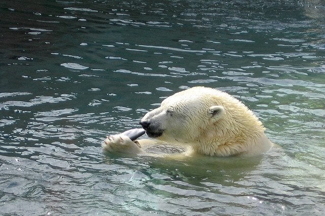 polar-bear-lunch-time