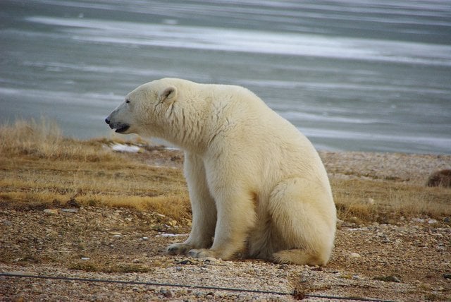 polar-bear-sitting