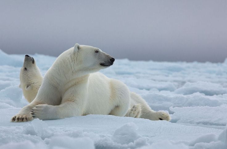 polar-bears