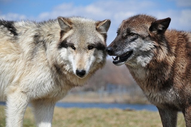wolves-love