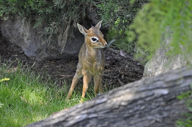baby-antelope