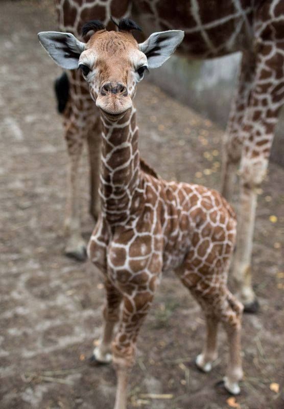 baby-giraffe