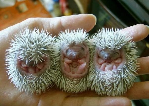 baby-hedgehogs