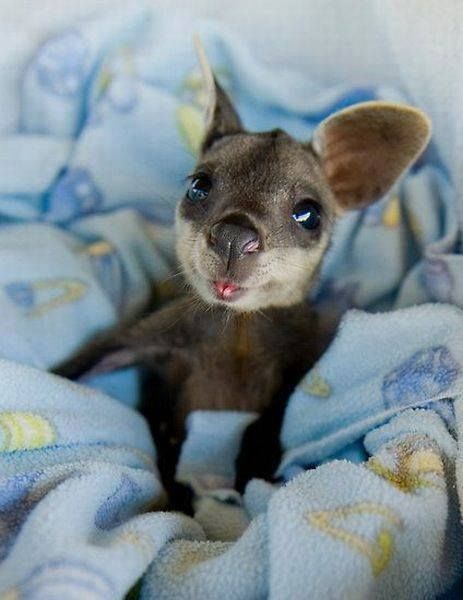 baby-kangaroo