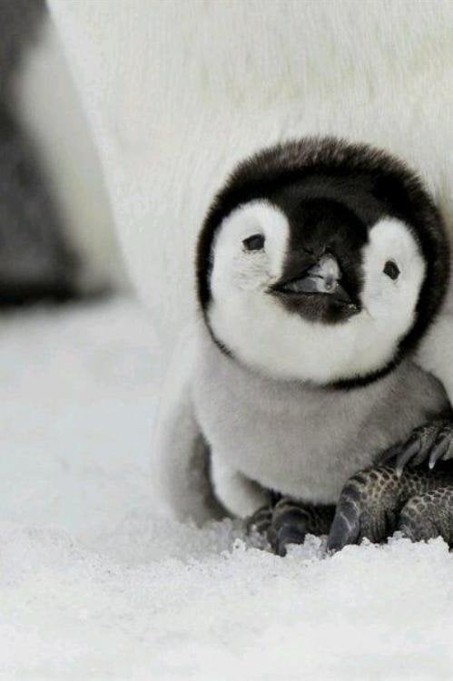 baby-penguin