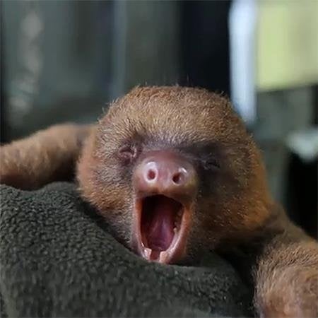 baby-sloth