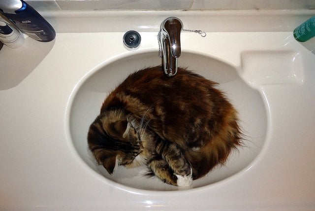 cat-sleeping-at-the-basin