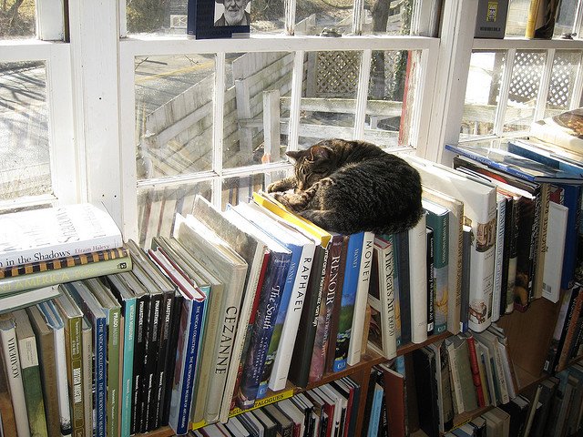 cat-sleeping-in-a-bookstore