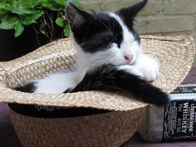 cat-sleeping-in-a-hat