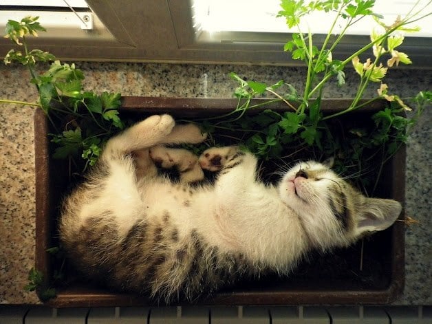 kitten-sleeping-in-a-herb-garden