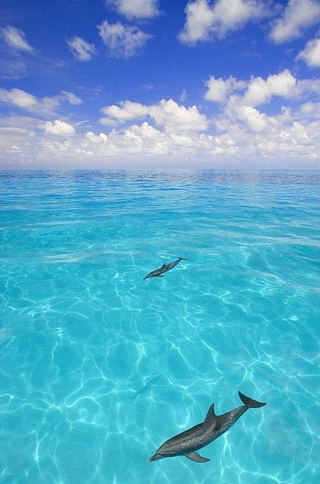amazing-dolphins