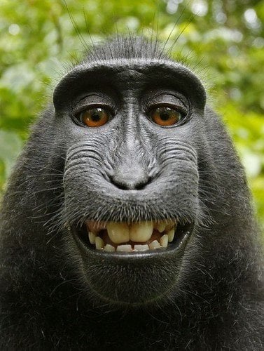 black-macaque