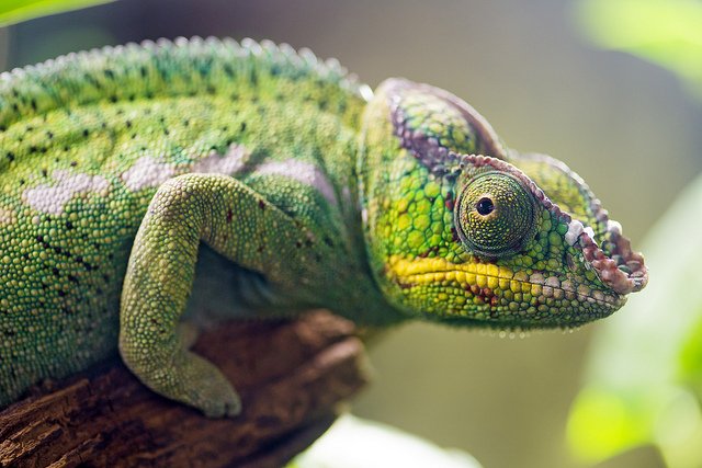 chameleon-eyes