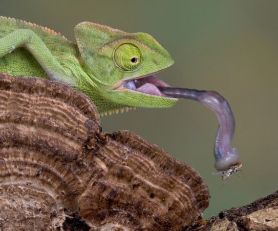 chameleon-tongue