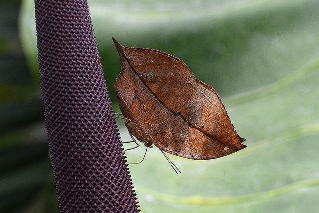 dead-leaf-butterfly