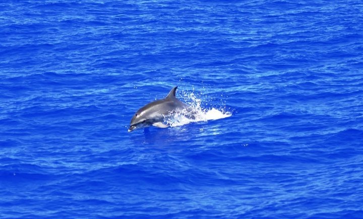 dolphin-in-sea