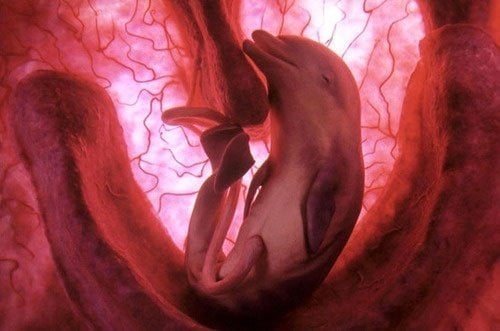 dolphin-in-the-womb