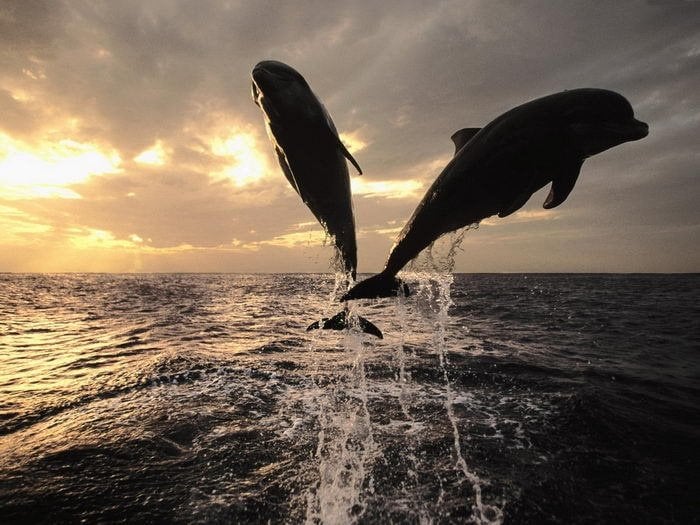 dolphins-at-sunset