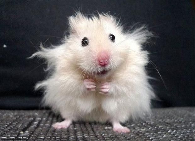 funny-hamster