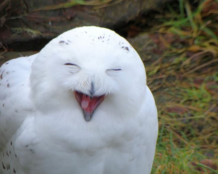 happy-owl
