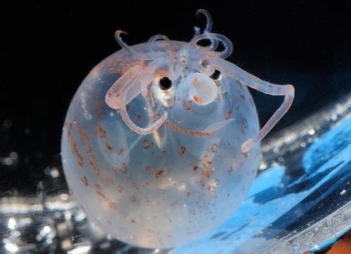 piglet-squid