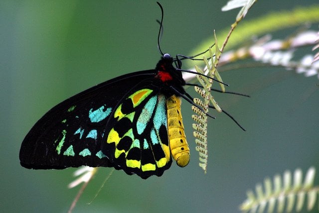 queen-alexandras-birdwing-butterfly