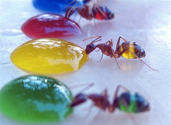transparent-ants