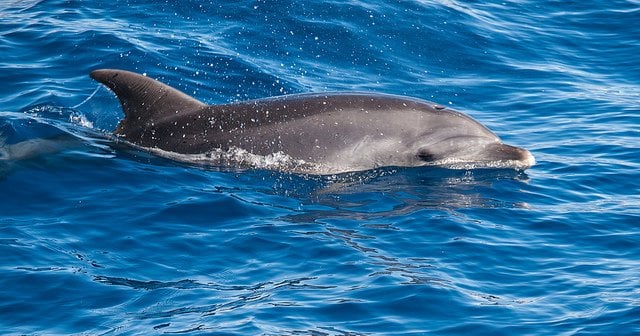 wild-dolphin