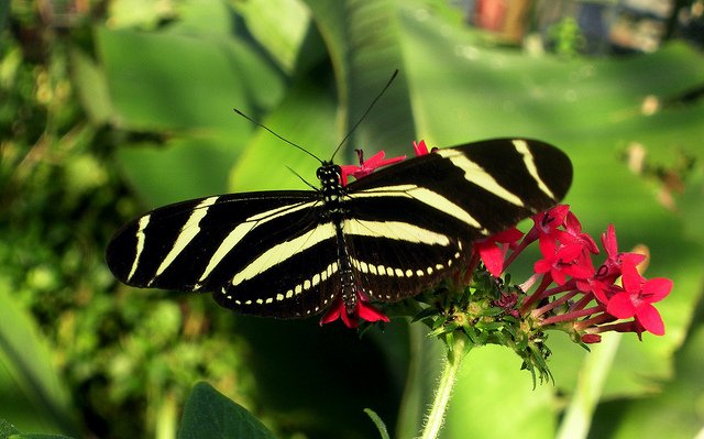 zebra-longwing-butterfly