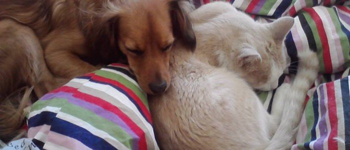 Canelo compartiendo cama con uno de sus hermanos gatunos