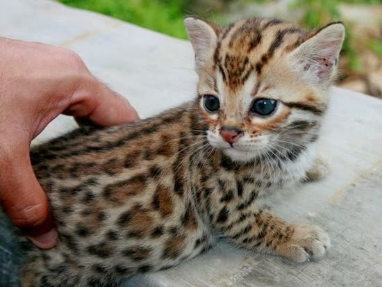 adorable-bengal-kitten
