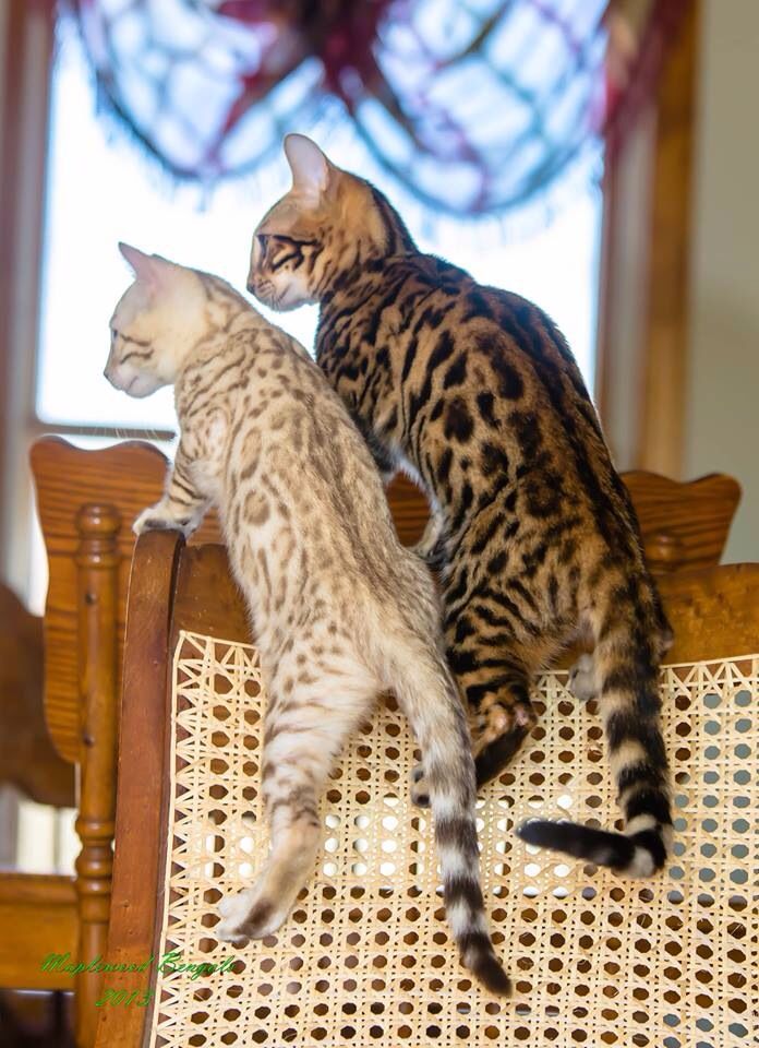 Interesting Facts and Beautiful Photos of Bengal Cats ...