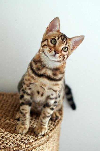 Interesting Facts and Beautiful Photos of Bengal Cats | Animals Zone
