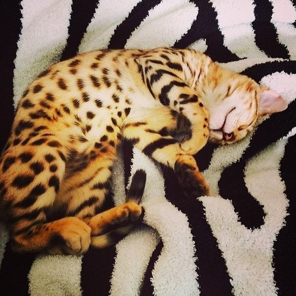 Kourtney Kardashian and Scott Disick's leopard-print Bengal cat | Animals Zone