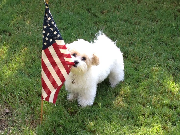 Adorable maltipoo with american flag | Animals Zone