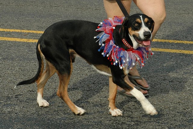 Here's a patriotic dog to brighten up your day! #happy4thofjuly | Animals Zone