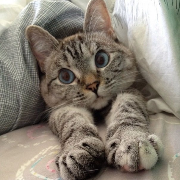 Nala, the Instagram celebrity cat | Animals Zone
