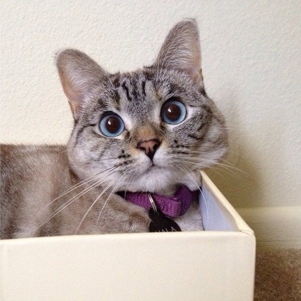 Nala loves this box| Animals Zone