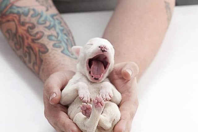 Newborn Puppies | Animals Zone