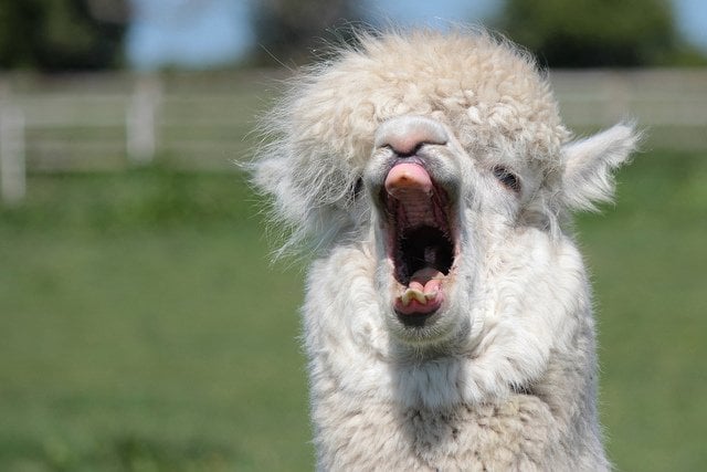 Alpaca Yawning | Animals Zone