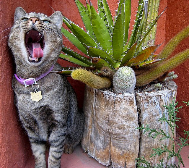 Cat Yawning | Animals Zone