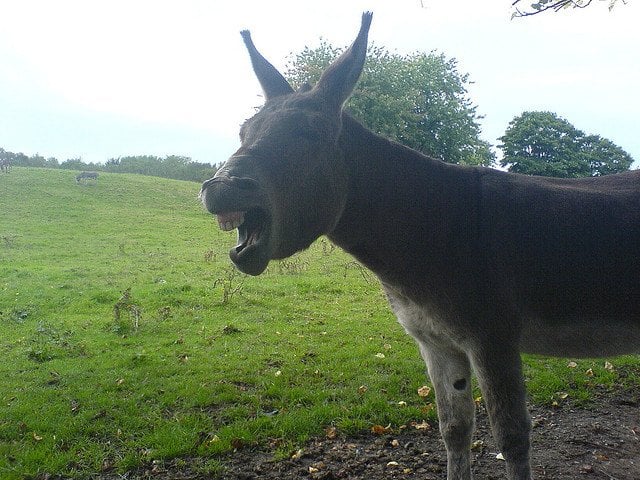 Donkey Yawning | Animals Zone