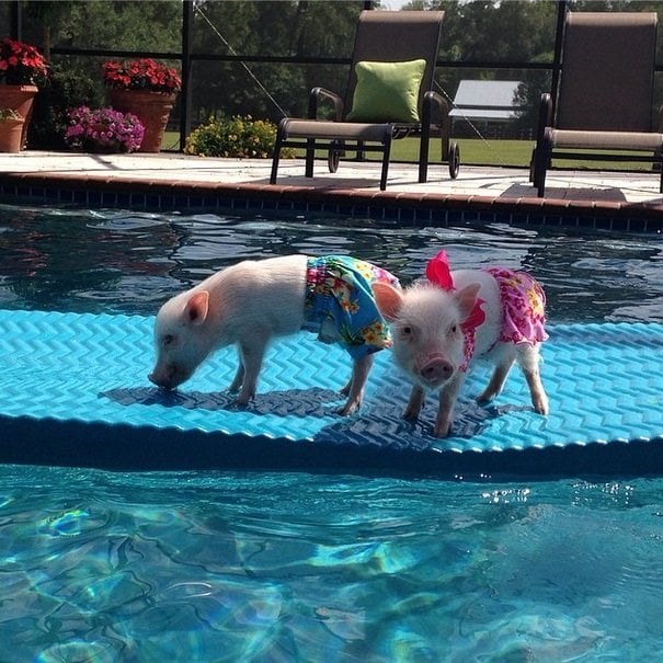 Enjoying the pool | Animals Zone