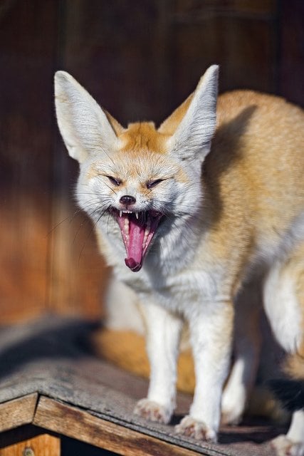 Fennec Fox Yawning | Animals Zone