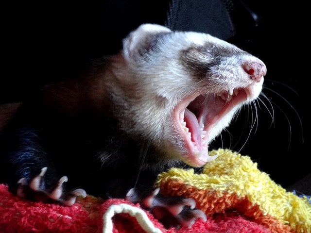 Ferret Yawning | Animals Zone