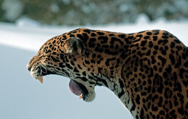 Jaguar Yawning | Animals Zone